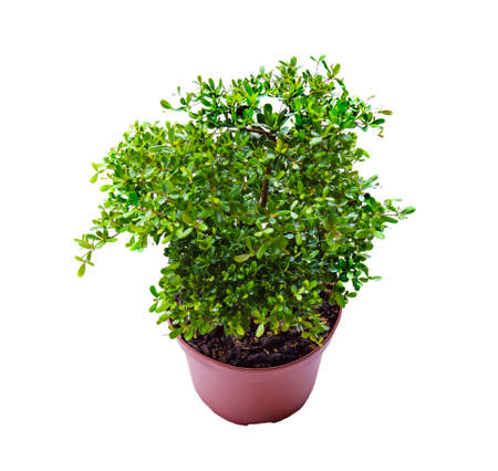 Small decorative tree, little Tree in the pots isolated on white background. Eco concept with copy space for text or art work design. Terminalia ivorensis.の写真素材