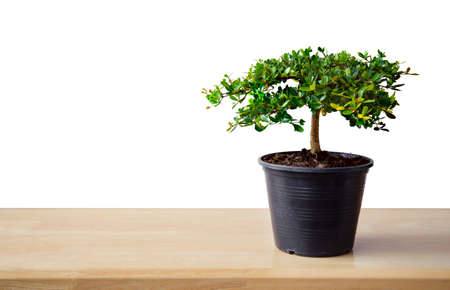 Small decorative tree, little Tree in the pots isolated on white background. Eco concept with copy space for text or art work design. Terminalia ivorensis.の写真素材