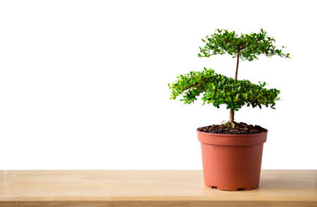 Small decorative tree, little Tree in the pots isolated on white background. Eco concept with copy space for text or art work design. Terminalia ivorensis.の写真素材