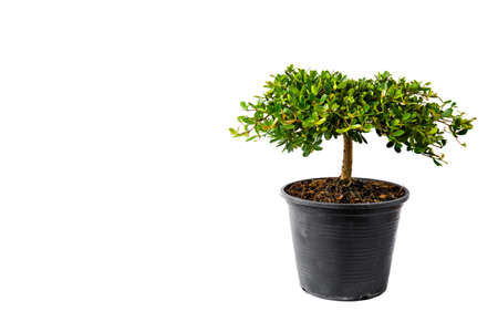 Small decorative tree, little Tree in the pots isolated on white background. Eco concept with copy space for text or art work design. Terminalia ivorensis.の写真素材