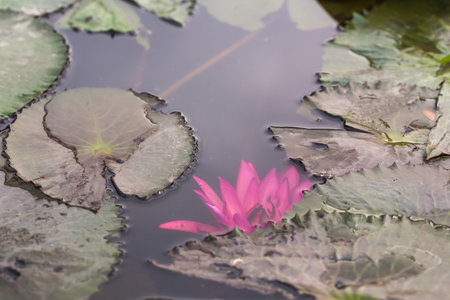 Pink Lotus flowers bloom among the water for background.の写真素材