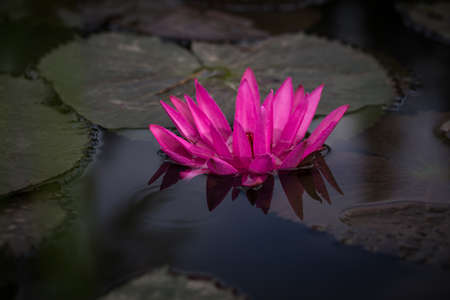 Pink Lotus flowers bloom among the water for background.の写真素材