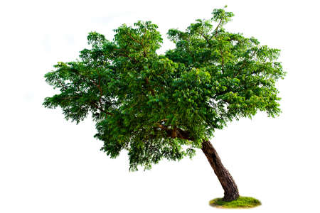 Green Big tree isolate on white background. Illustrations for various scenery in the forest.の写真素材