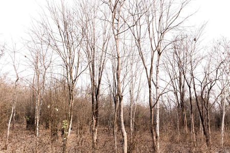 Dry forest No rain for a long time Trees leave leaves for survival and wait for rain in the rainy season. And there is a risk of forest fires.の写真素材