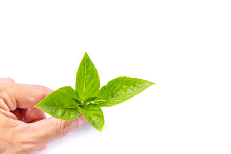 Thai fresh mint leaves for add on topping food. leaf tree isolated on white. Fragrant mint...