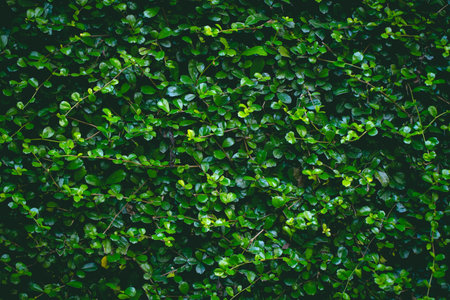 Green leaves background with copyspace. Nature concept for Green Energy earth saving.