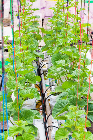 Little tree Cantaloupe grown in the greenhouse.の写真素材