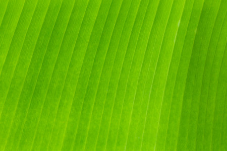 banana green leaf texture for background or backdrop product.の写真素材