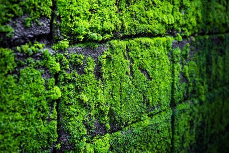 After raining beautiful Green moss nature on concrete wall. Small plant green leaf fresh for refreshing backdrop web site background or add text.の写真素材