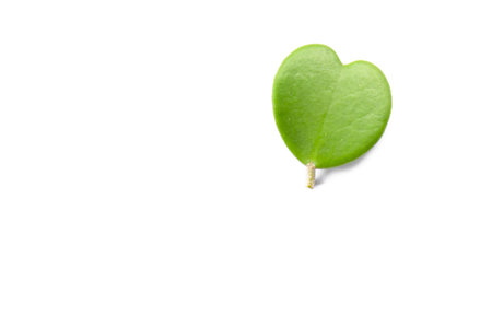 Abstract Green leaves branch on white background with copy space. Nature concept for Green fresh...