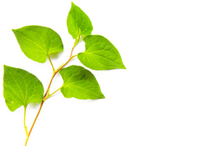 Abstract Green leaves branch on white background with copy space. Nature concept for Green fresh Energy earth saving.の写真素材