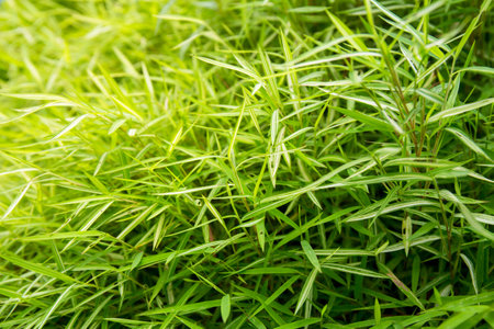 Green bamboo leafs for wallpaper background. Bamboo backdrop sign for peaceful or design of culture...