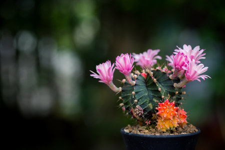 macro of cactus flower for decorate home. Image has shallow depth of field. Gymnocalycium LB2178.の写真素材