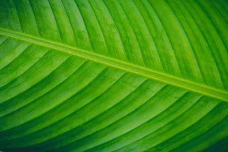 Vintage picture tone of Little Green leaves background for design art work or add text message. Natural pattern plant leaf fresh for backdrop.の写真素材