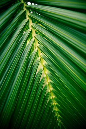 coconut leaves for background, Palm leaves for backdrop design art work or add text message. Tropical plant.の写真素材