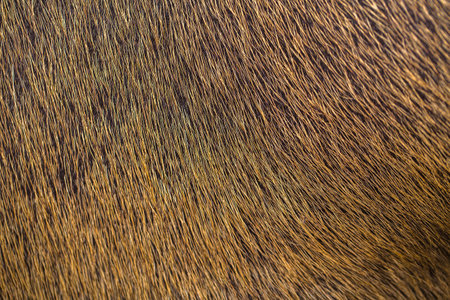 fur backgroundの写真素材