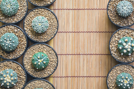 Cactus in plastic pot on bamboo weave. picture can used advertising consists of website. Astrophytum asterias.の写真素材