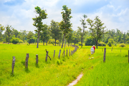 Agriculture rural life with ponds for rice farming, Green young rice plants are growing in paddy field. Agricultural lifestyle concept of Thailand.の写真素材