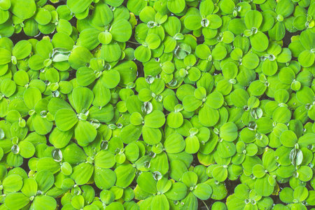 green leaves isolated on white background. picture for add text or headline paper message.
