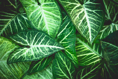 Little Green leaves background for design art work or add text message. Natural pattern plant leaf fresh for backdrop.の写真素材