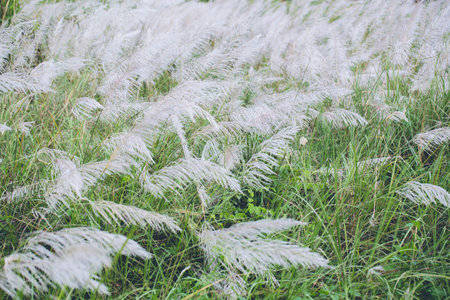 Beautiful Meadow with The Evening Sun background.の写真素材