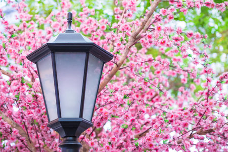 Artificial Sakura flowers with lamp for decorating japanese style. Spring blossom. Image has shallow depth of field.の写真素材
