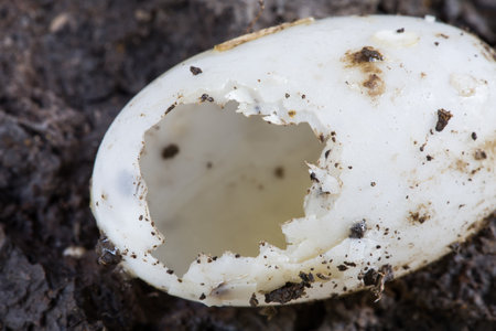 turtle egg shell underground soilの写真素材