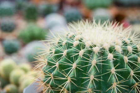 cactus in pot for decorate garden. vintage style picture. Image has shallow depth of field.の写真素材