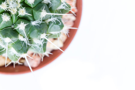 Succulent plant in the pot on white background.の写真素材