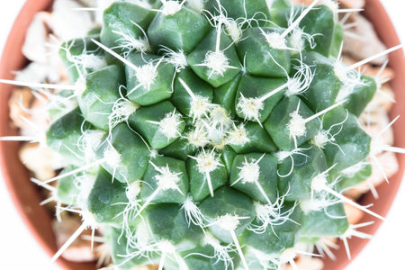 Succulent plant in the pot on white background.の写真素材