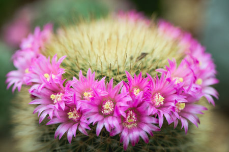 Vintage picture tone, macro soft light tone of pink cactus flower.の写真素材