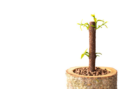 Potted trees help reduce global warming. Eco pots with little plantsの写真素材