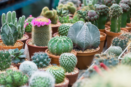 cactus in pot for decorate garden. vintage style picture. Image has shallow depth of field.の写真素材