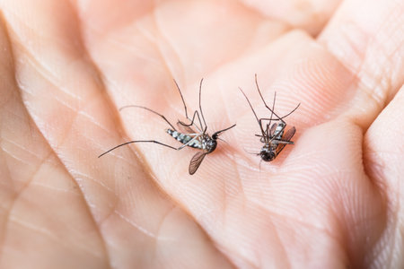 mosquito on isolated white background.の写真素材