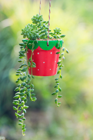 Potted Plant. Beautiful green House Plant in ceramic pot.の写真素材