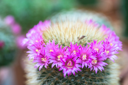 Vintage picture tone, macro soft light tone of pink cactus flower.の写真素材