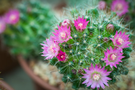 Vintage picture tone, macro soft light tone of pink cactus flower.の写真素材