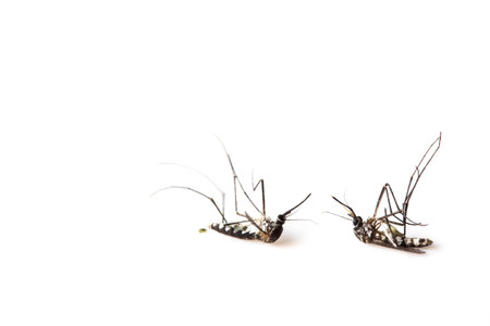 mosquito on isolated white background.の写真素材