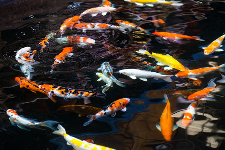 Perky carp fish in a pond swimming up to see if there is any food in a shady pond.の写真素材