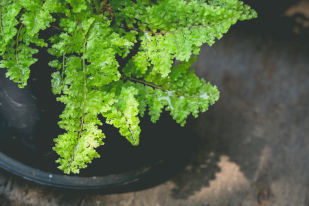 small cactus in a clay pots, Close up of asperula, Liliaceaeの写真素材