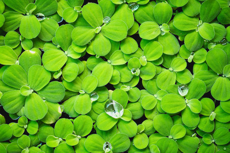 Little Green leaves background for design art work or add text message. Natural pattern plant leaf fresh for backdrop.の写真素材
