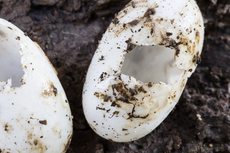 turtle egg shell underground soilの写真素材