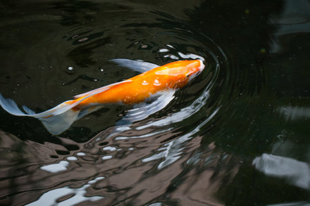 Perky carp fish in a pond swimming up to see if there is any food in a shady pond.の写真素材