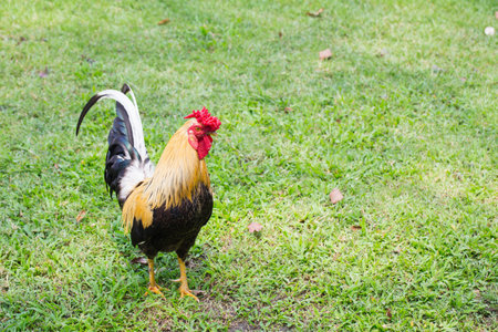 beautiful chickens grazing on the grassの写真素材