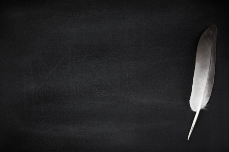 Abstract Blank blackboard with white feather and copy space for add text.の写真素材