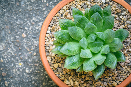 Vintage soft tone with small cactus in a clay pots, Close up of Haworthia asperula, Liliaceaeの写真素材