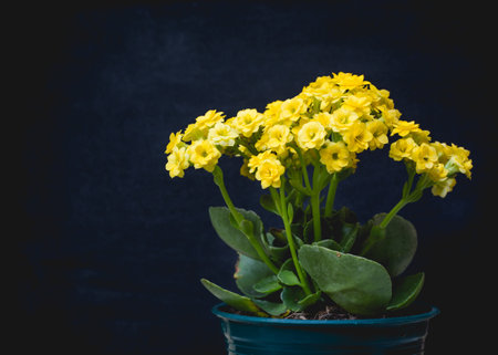 Yellow Flaming Katy flowers on black background. picture more space for add text.の写真素材