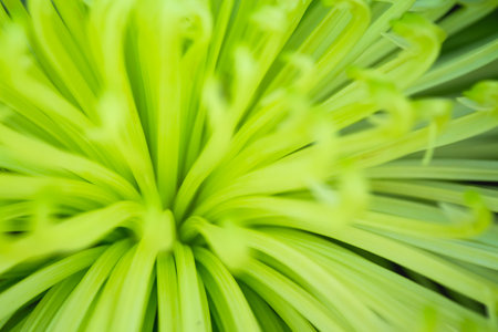Close-up of soft light tone green aster used for background. Image has shallow depth of field.の写真素材