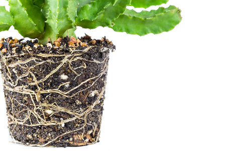 Cactus pot isolated on white background. with root cactus for decorate.の写真素材