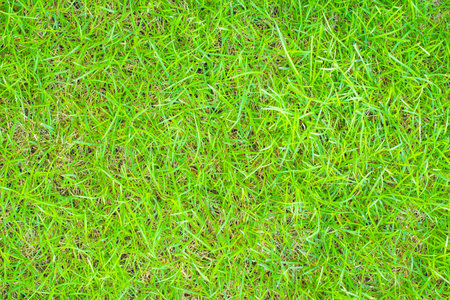 Beautiful green grass texture for background.の写真素材